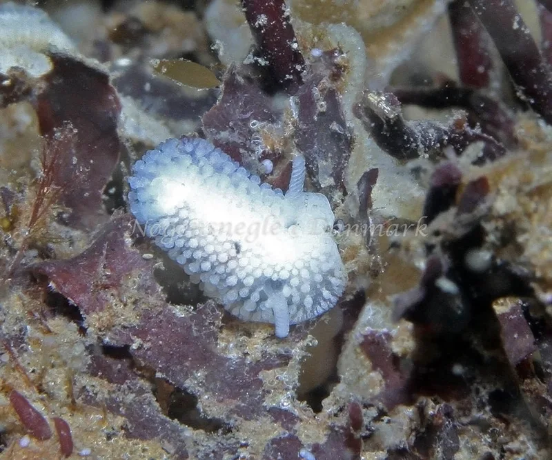 Onchidoris muricata - Søbadet - Foto: Kim Nygaard