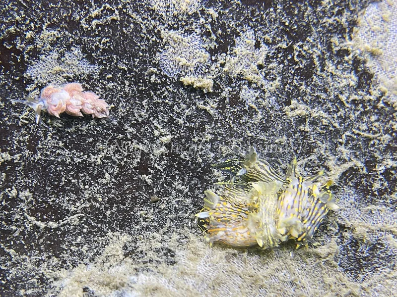 Favorinus branchalis - Trykkerdammen - Foto: Thomas Blume