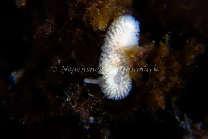 Onchidoris muricata - Natomolen, Femmøller Strand - Foto: Niels Astrup Millard