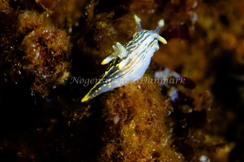 Polycera quadrilineata - Natomolen, Femmøller Strand - Foto: Niels Astrup Millard
