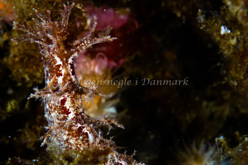 Dendronotus frondosus - Natomolen, Femmøller Strand - Foto: Niels Astrup Millard