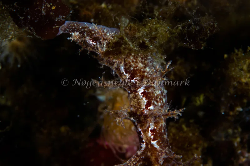 Dendronotus frondosus - Natomolen, Femmøller Strand - Foto: Niels Astrup Millard