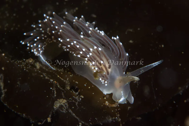 Coryphella verrucosa rufibranchialis - Natomolen, Femmøller Strand - Foto: Niels Astrup Millard