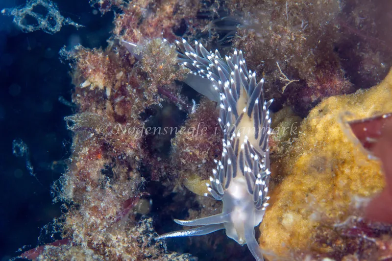 Coryphella verrucosa rufibranchialis - Natomolen, Femmøller Strand - Foto: Niels Astrup Millard