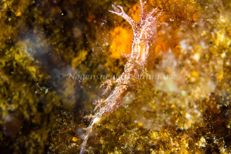 Dendronotus frondosus - Natomolen, Femmøller Strand - Foto: Niels Astrup Millard