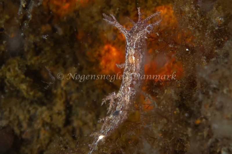Dendronotus frondosus - Natomolen, Femmøller Strand - Foto: Niels Astrup Millard