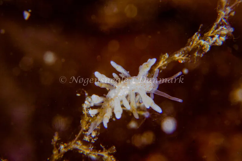 Eubranchus rupium - Natomolen, Femmøller Strand - Foto: Niels Astrup Millard