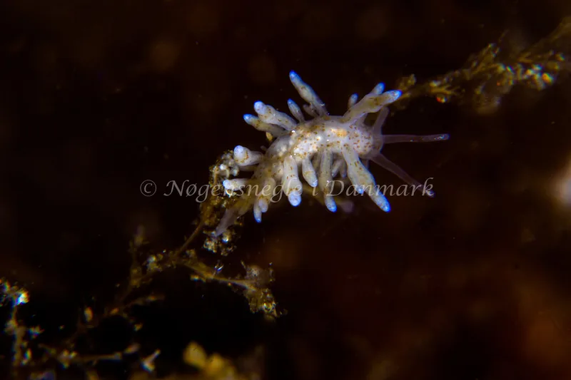 Eubranchus rupium - Natomolen, Femmøller Strand - Foto: Niels Astrup Millard