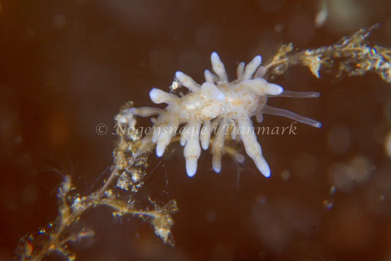 Eubranchus rupium - Natomolen, Femmøller Strand - Foto: Niels Astrup Millard