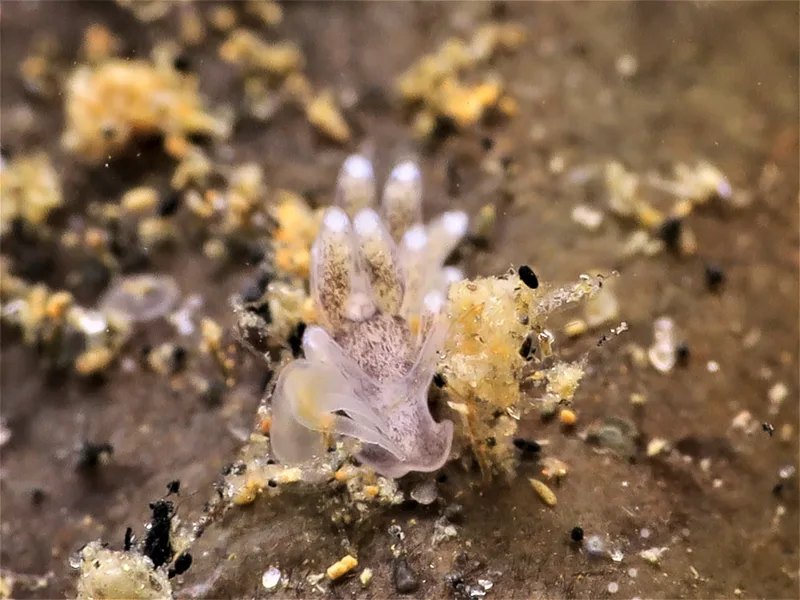 Billede af nøgensneglen Tenellia adspersa
