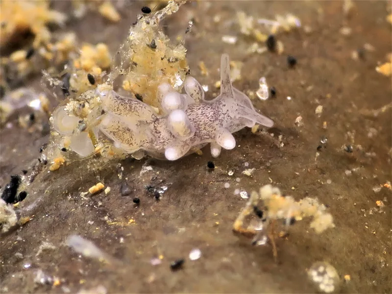 Tenellia adspersa - Knudshoved Færgehavn - Foto: HP Ølgaard