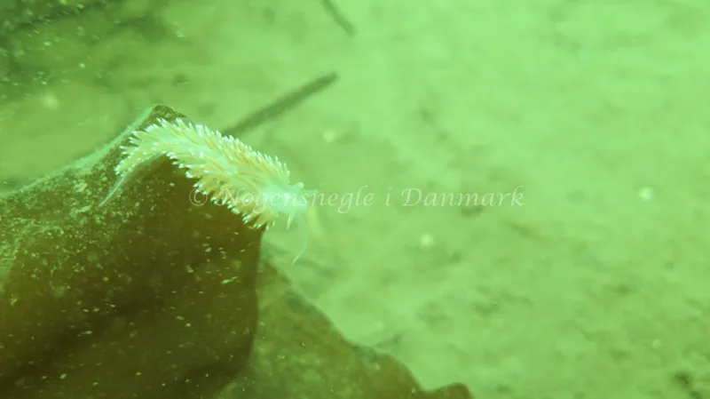 Coryphella verrucosa rufibranchialis - Knudshoved Færgehavn - Foto: Trine Bøegh Levring