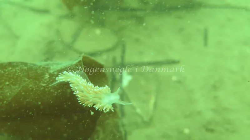 Coryphella verrucosa rufibranchialis - Knudshoved Færgehavn - Foto: Trine Bøegh Levring