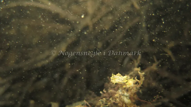 Polycera quadrilineata - Knudshoved Færgehavn - Foto: Trine Bøegh Levring