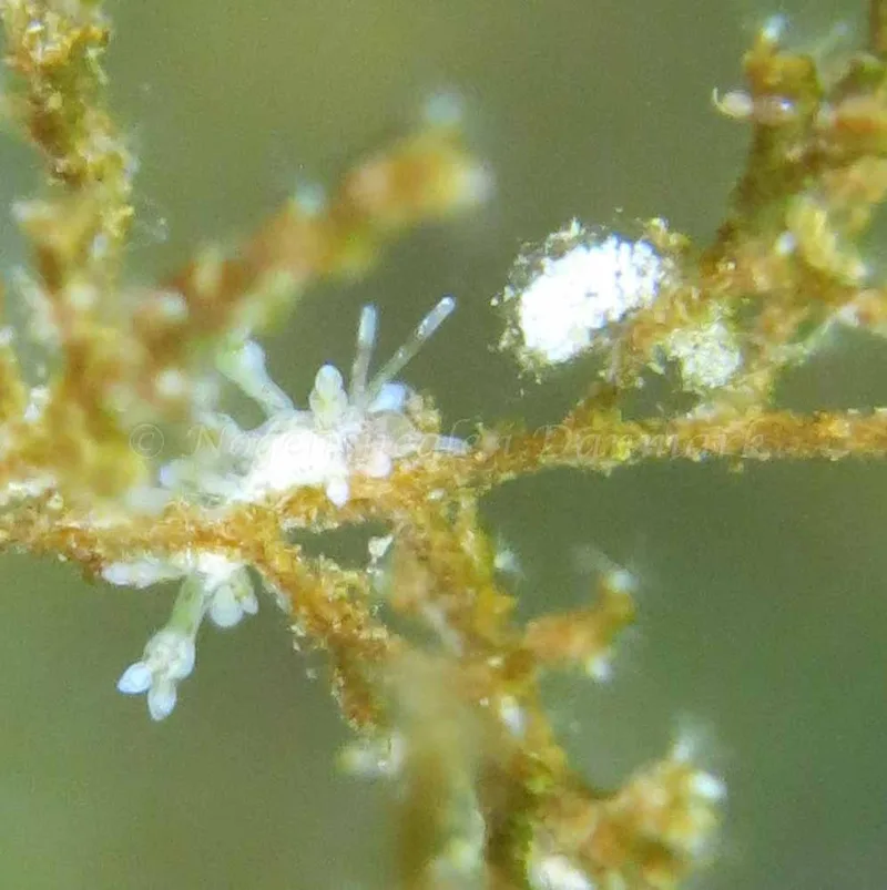 Eubranchus rupium - Munkholmbroen - Foto: Lina Knuth-Winterfeldt
