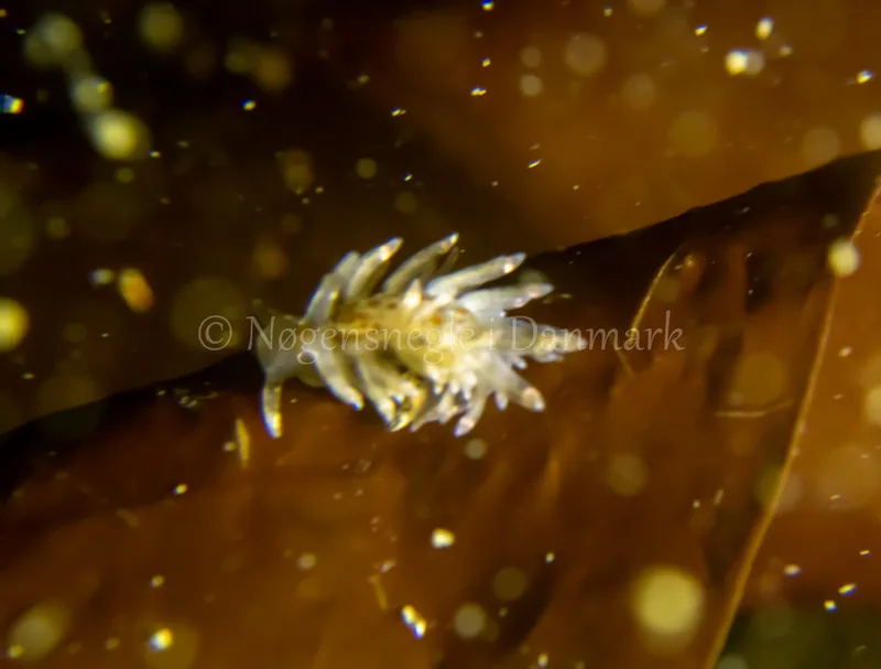 Eubranchus rupium - Søbadet - Foto: Tina Hindal