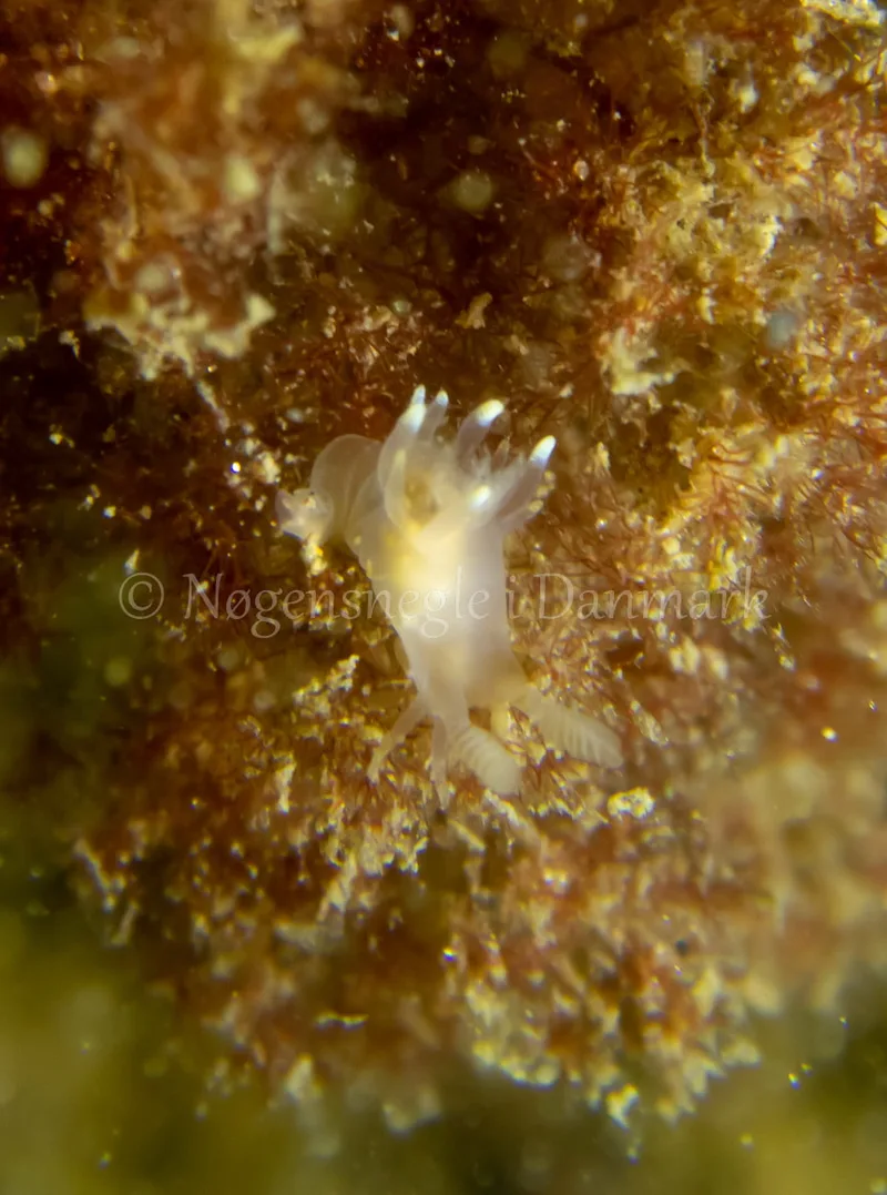 Ancula gibbosa - Søbadet - Foto: Tina Hindal