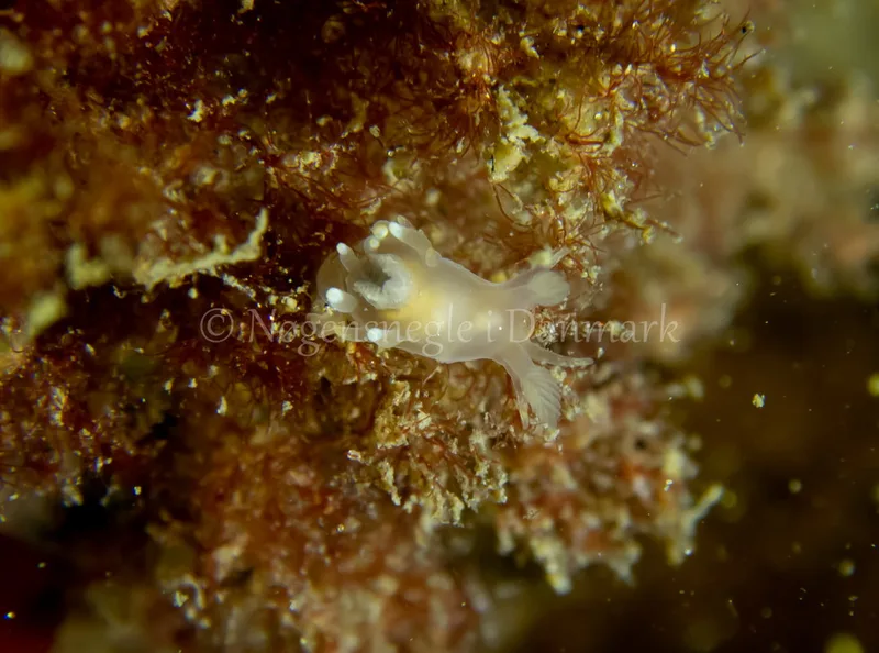 Ancula gibbosa - Søbadet - Foto: Tina Hindal