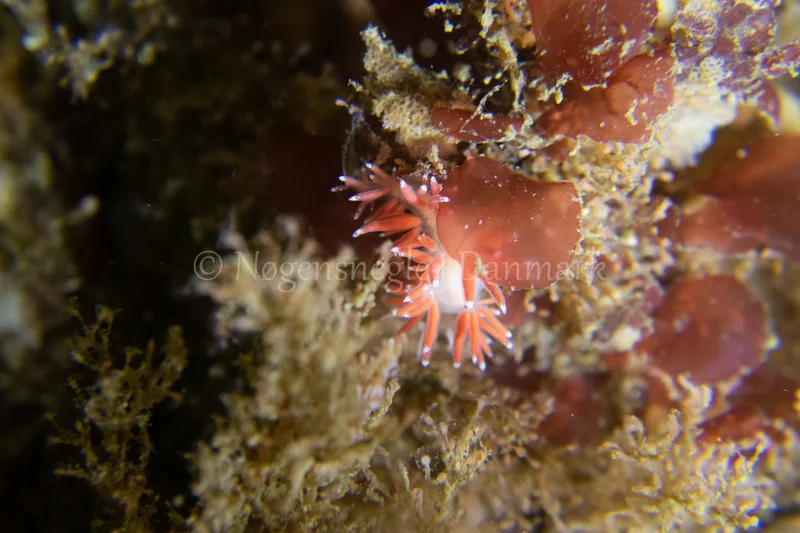 Microchlamylla gracilis - Ammoniakhavnen - Foto: Tina Hindal