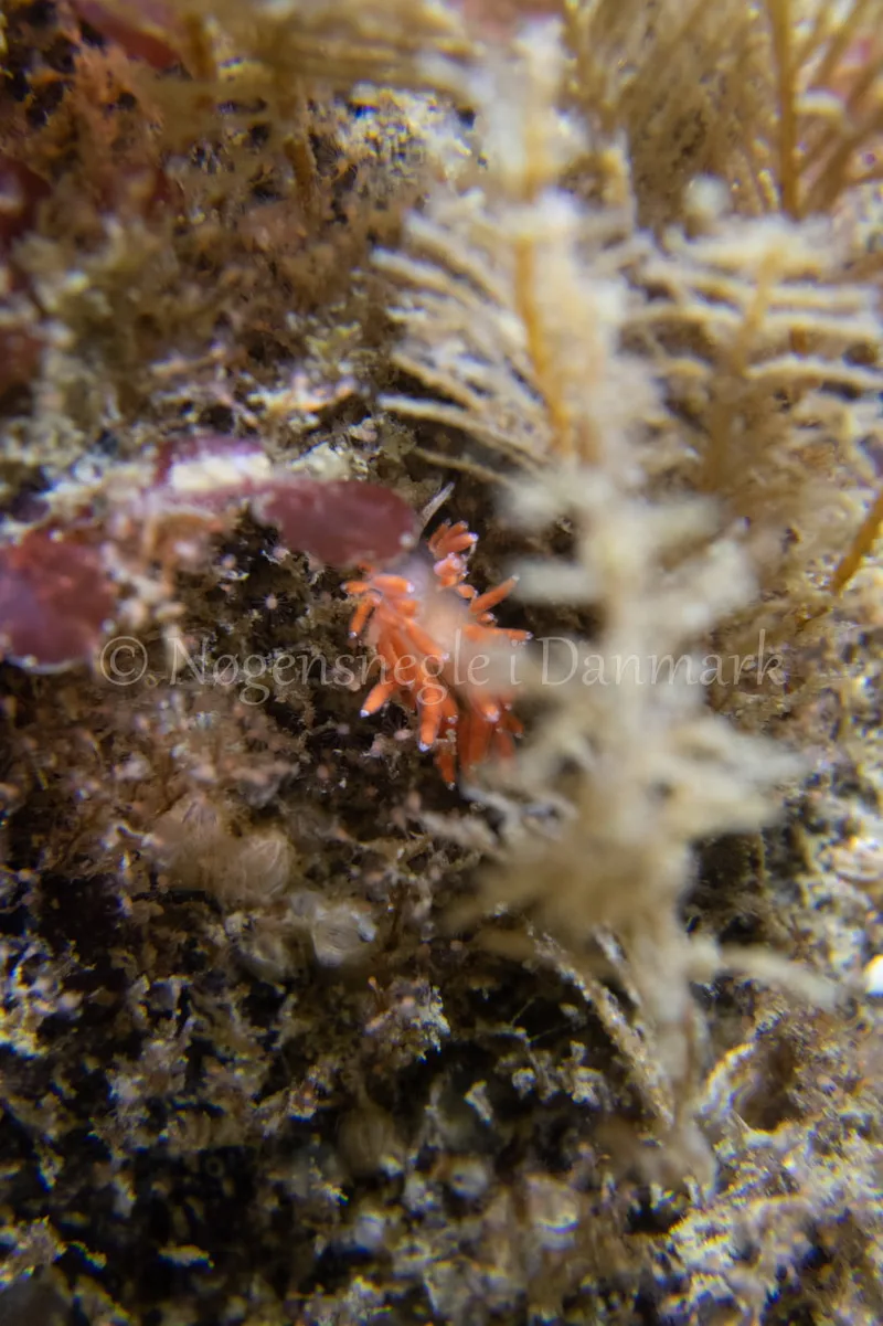 Microchlamylla gracilis - Ammoniakhavnen - Foto: Tina Hindal