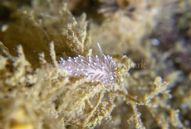 Cuthonella concinna - Ammoniakhavnen - Foto: Tina Hindal