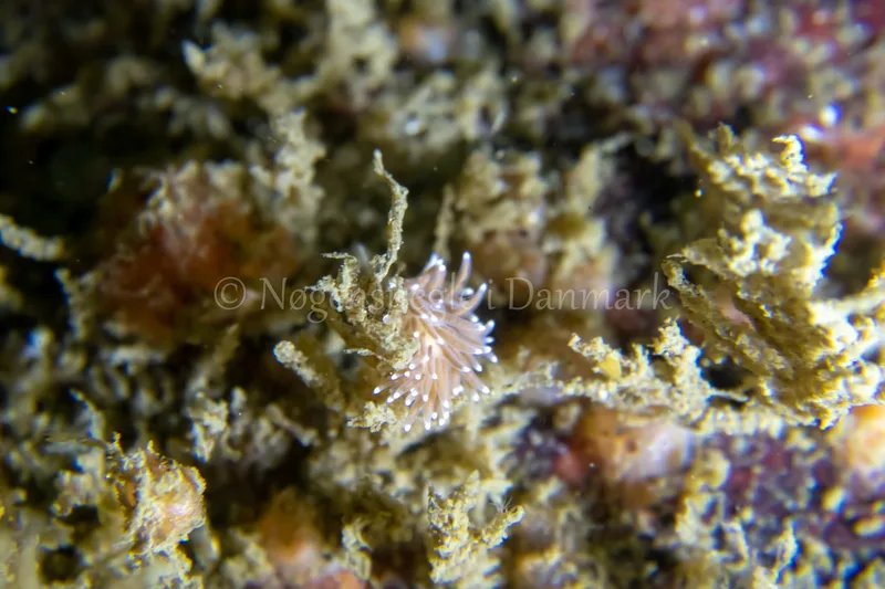 Cuthonella concinna - Ammoniakhavnen - Foto: Tina Hindal
