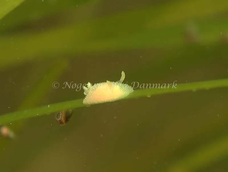 Acanthodoris pilosa - Havheksen, Amager Strandpark - Foto: René S. Johansen