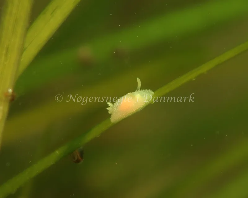 Acanthodoris pilosa - Havheksen, Amager Strandpark - Foto: René S. Johansen