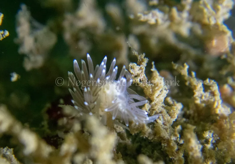 Cuthonella concinna - Ammoniakhavnen - Foto: Tina Hindal