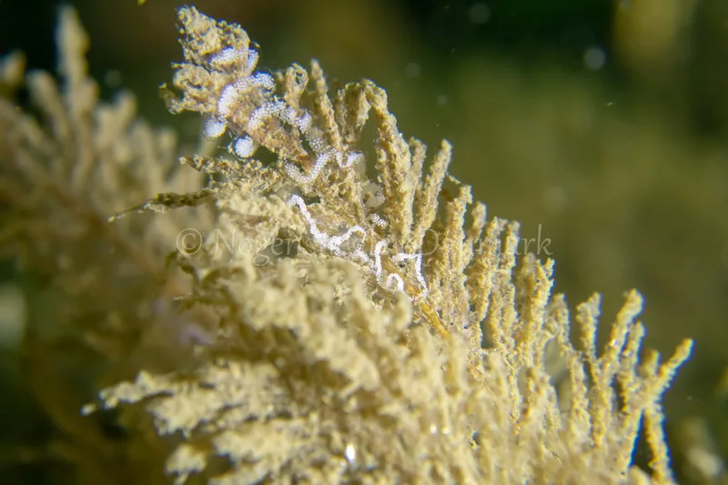Æg af Cuthonella concinna - Ammoniakhavnen - Foto: Tina Hindal