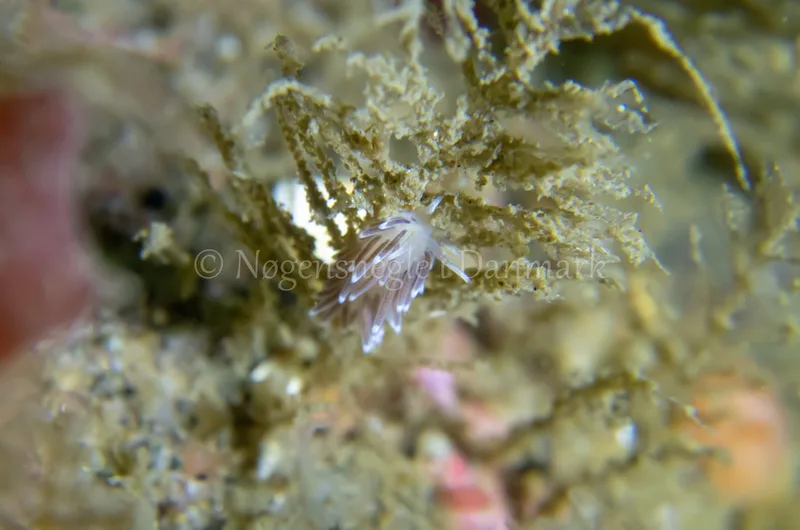 Cuthonella concinna - Ammoniakhavnen - Foto: Tina Hindal