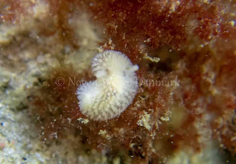 Onchidoris muricata - Ammoniakhavnen - Foto: Tina Hindal