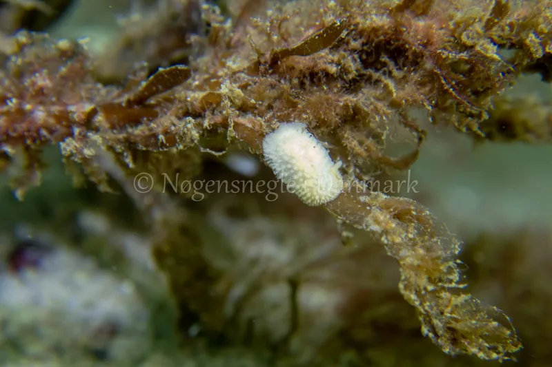 Onchidoris muricata - Ammoniakhavnen - Foto: Tina Hindal