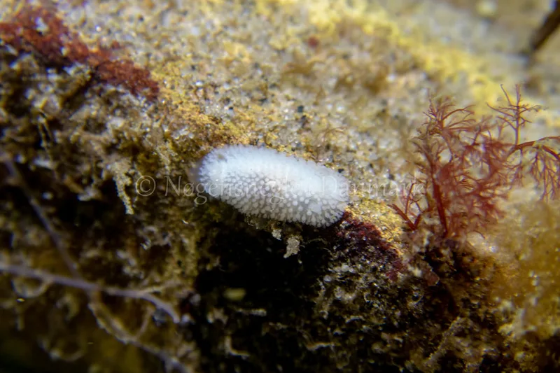 Onchidoris muricata - Ammoniakhavnen - Foto: Tina Hindal