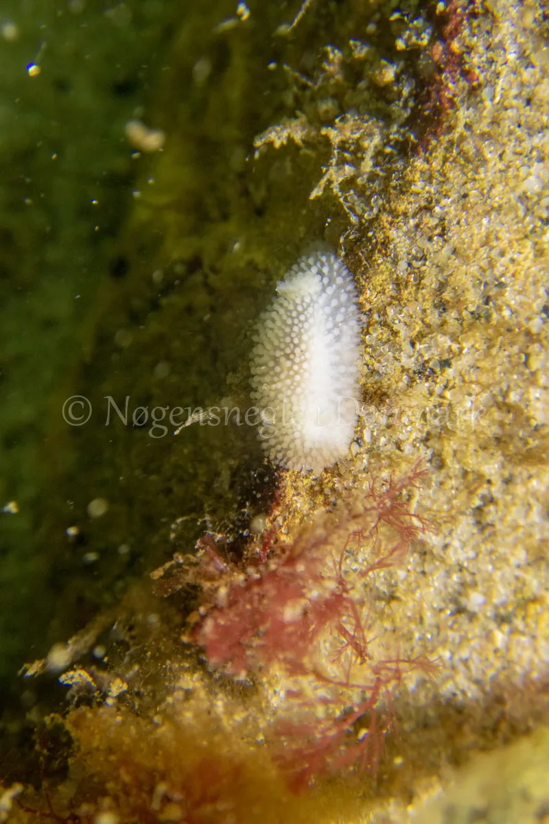 Onchidoris muricata - Ammoniakhavnen - Foto: Tina Hindal