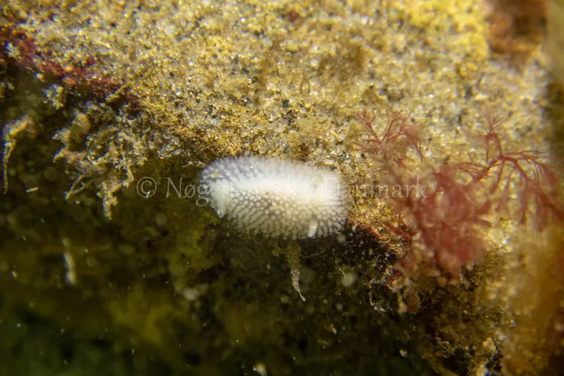 Onchidoris muricata - Ammoniakhavnen - Foto: Tina Hindal
