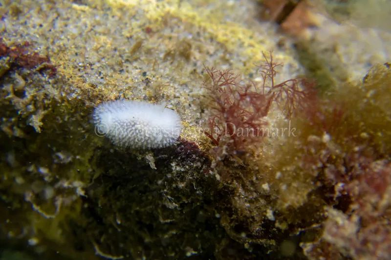 Onchidoris muricata - Ammoniakhavnen - Foto: Tina Hindal