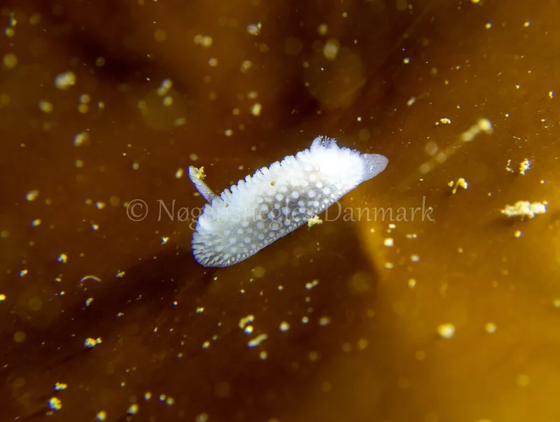 Onchidoris muricata - Ammoniakhavnen - Foto: Tina Hindal