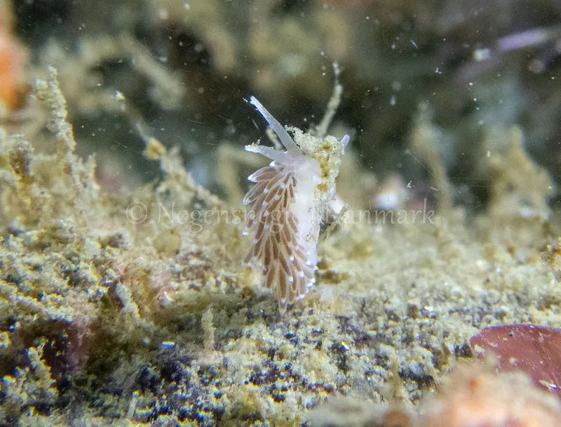 Cuthonella concinna - Ammoniakhavnen - Foto: Tina Hindal