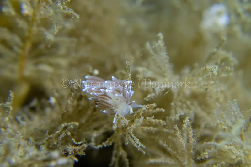 Cuthonella concinna - Ammoniakhavnen - Foto: Tina Hindal