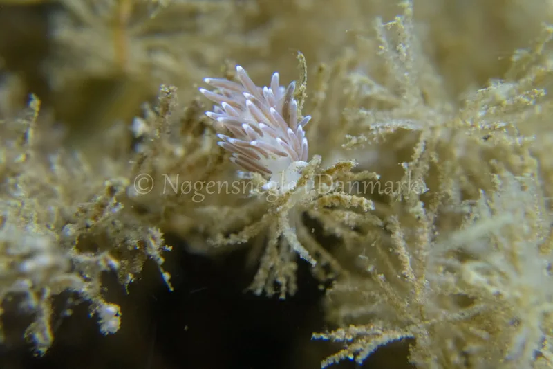 Cuthonella concinna - Ammoniakhavnen - Foto: Tina Hindal