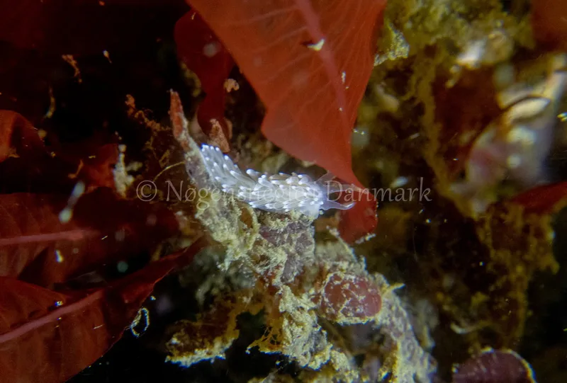 Cuthonella concinna - Ammoniakhavnen - Foto: Tina Hindal