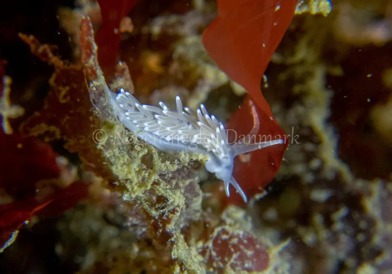 Cuthonella concinna - Ammoniakhavnen - Foto: Tina Hindal