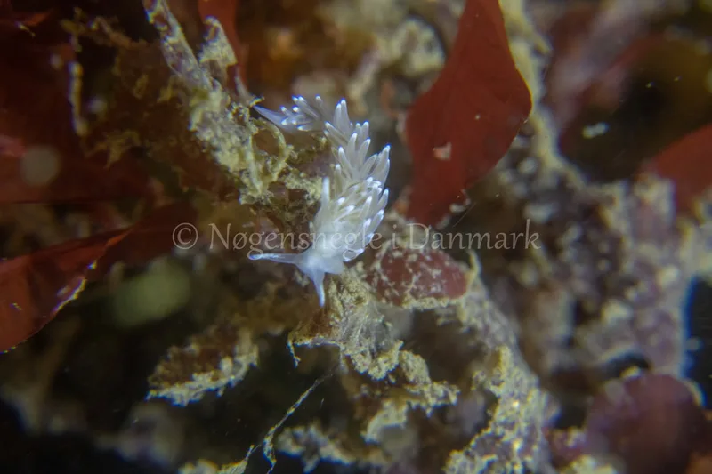 Cuthonella concinna - Ammoniakhavnen - Foto: Tina Hindal