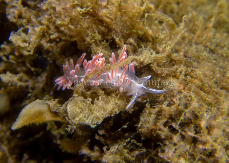Gulenia sp. - Ammoniakhavnen - Foto: Tina Hindal