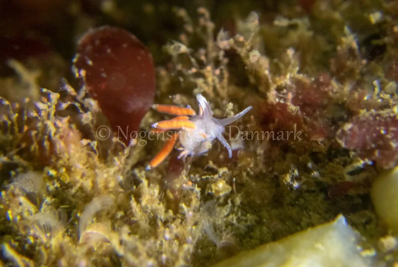 Microchlamylla gracilis - Ammoniakhavnen - Foto: Tina Hindal
