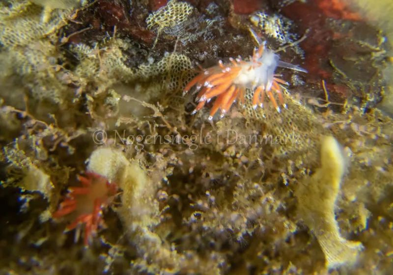 Microchlamylla gracilis - Ammoniakhavnen - Foto: Tina Hindal