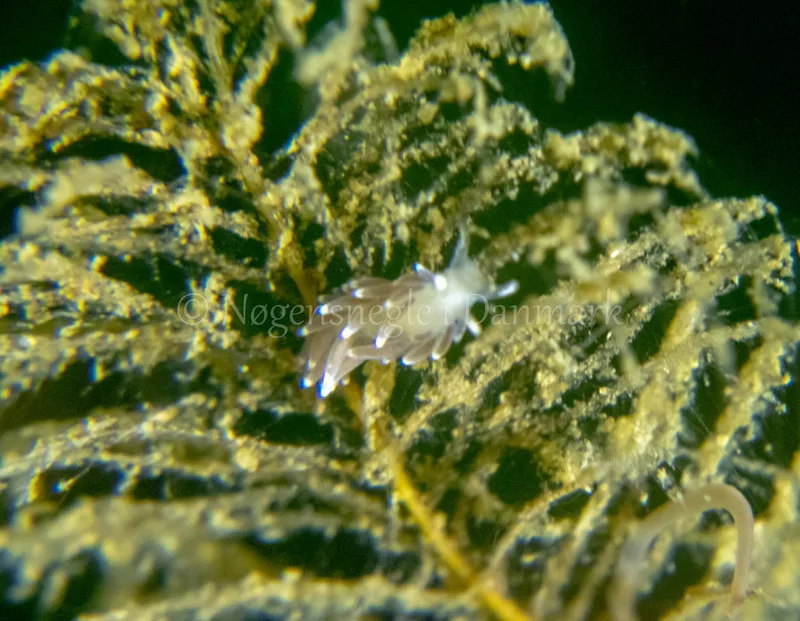 Cuthonella concinna - Ammoniakhavnen - Foto: Tina Hindal