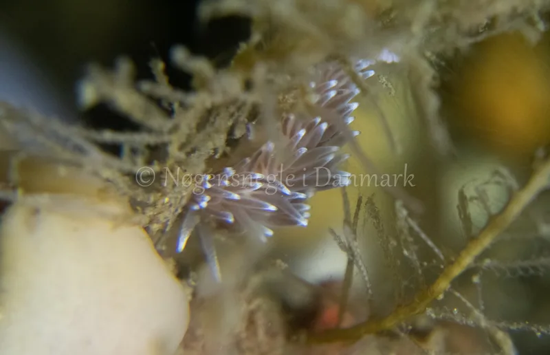 Cuthonella concinna - Ammoniakhavnen - Foto: Tina Hindal