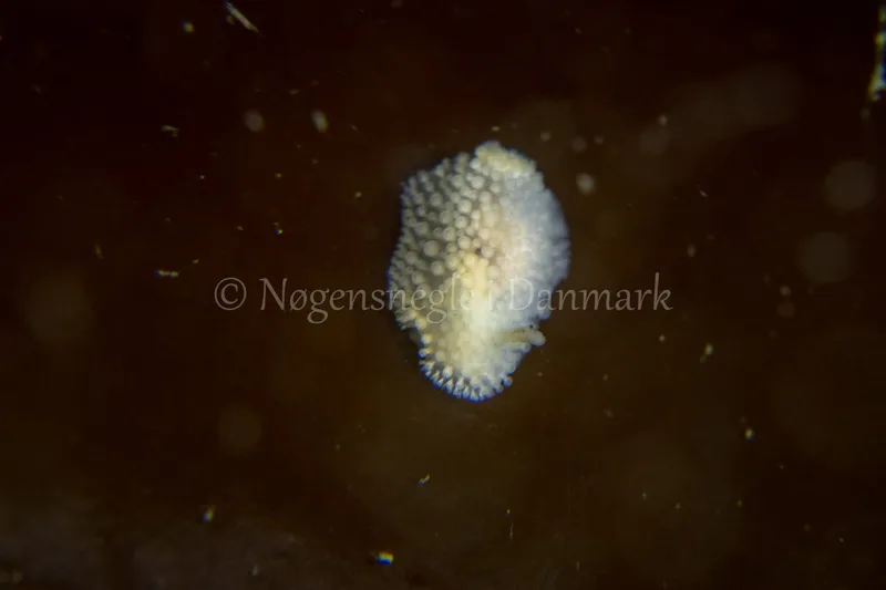 Onchidoris muricata - Ammoniakhavnen - Foto: Tina Hindal